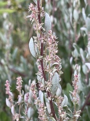Atriplex paludosa