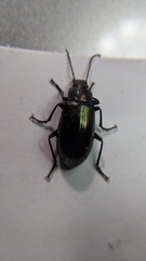 Tarpela micans