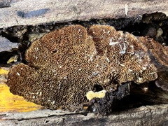 Hymenochaete setipora