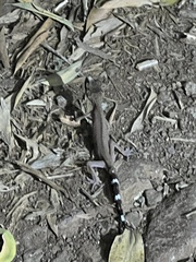 Carphodactylus laevis