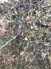 Quercus john-tuckeri