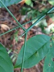 Melicope pteleifolia