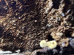 Hymenochaete setipora