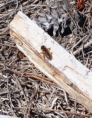 Leioproctus fulvescens