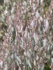 Atriplex paludosa