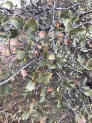 Quercus john-tuckeri