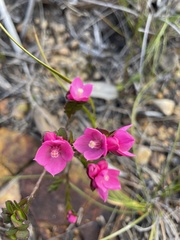 Boronia serrulata