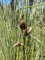Cryptostylis erecta