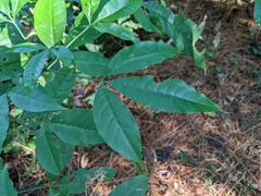 Melicope pteleifolia