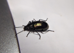 Tarpela micans