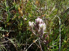 Chloropyron maritimum palustre