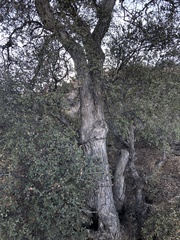 Quercus john-tuckeri