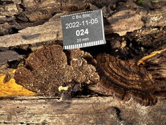 Hymenochaete setipora