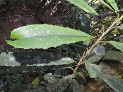 Brexia madagascariensis