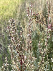 Atriplex paludosa