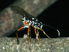Xanthocryptus novozealandicus