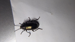 Tarpela micans