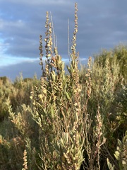 Atriplex paludosa