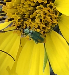 Diabrotica longicornis
