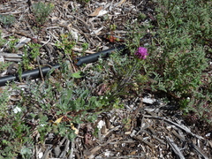 Castilleja exserta exserta