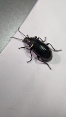Tarpela micans
