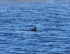 Aythya novaeseelandiae