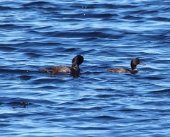 Aythya novaeseelandiae