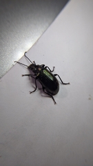 Tarpela micans