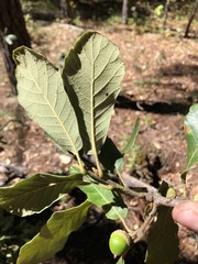 Quercus convallata