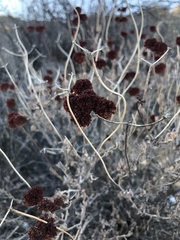 Eriogonum fasciculatum