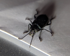 Tarpela micans