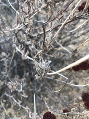 Eriogonum fasciculatum