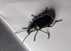 Tarpela micans