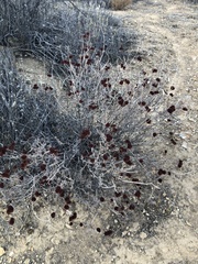 Eriogonum fasciculatum