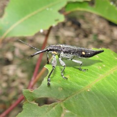 Rhinotia bidentata