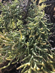 Allenrolfea occidentalis