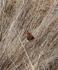 Argyrophenga antipodum