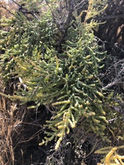 Allenrolfea occidentalis