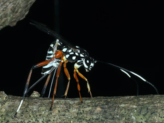 Xanthocryptus novozealandicus