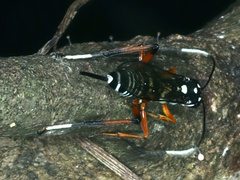 Xanthocryptus novozealandicus