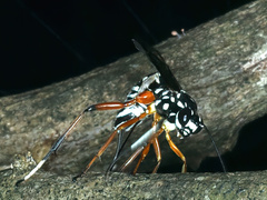 Xanthocryptus novozealandicus