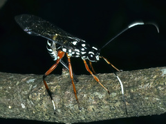 Xanthocryptus novozealandicus