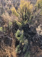 Allenrolfea occidentalis