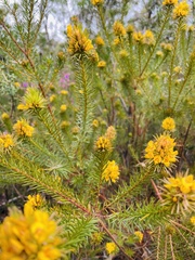 Phyllota phylicoides