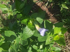 Thunbergia natalensis