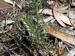 Erigeron blochmaniae