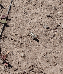 Sigaus australis