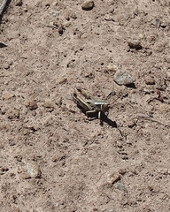 Sigaus australis