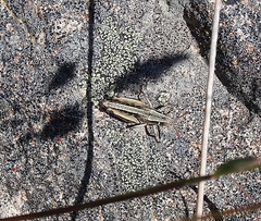 Sigaus australis