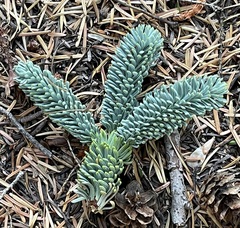 Abies procera